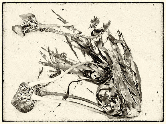 Seaweed XIII