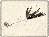 Seaweed IV