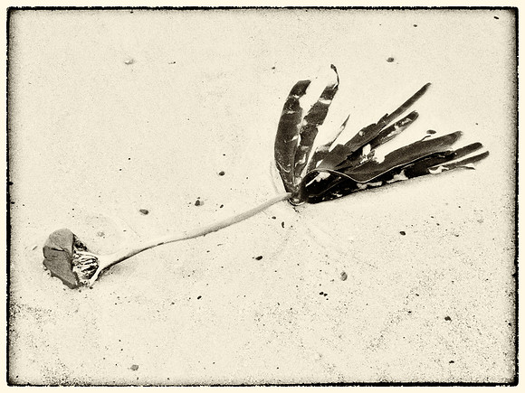 Seaweed IV