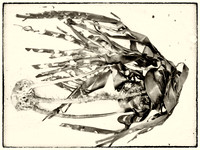Seaweed XII