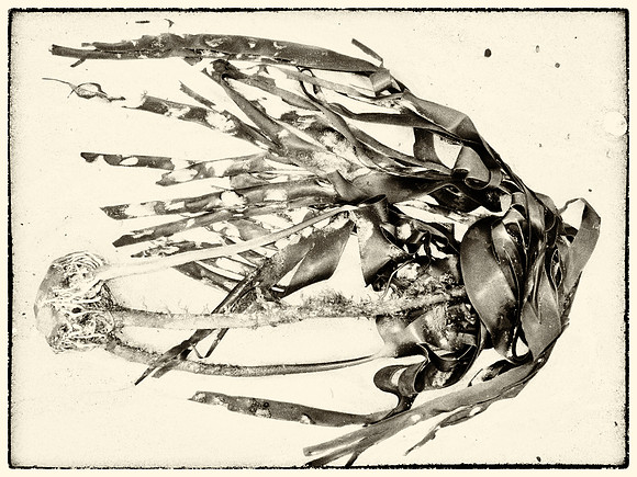 Seaweed XII