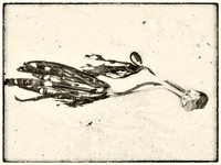 Seaweed XIV