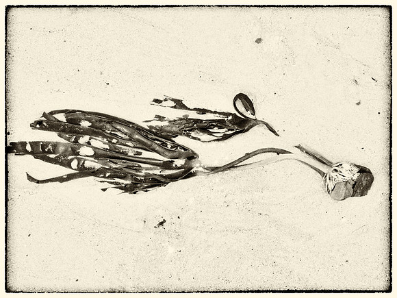 Seaweed XIV