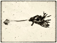 Seaweed VIII