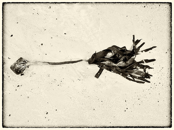 Seaweed VIII