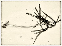 Seaweed III