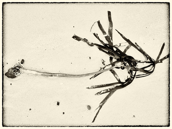 Seaweed III