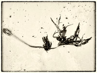 Seaweed X