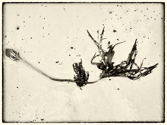 Seaweed X