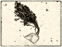 Seaweed IX