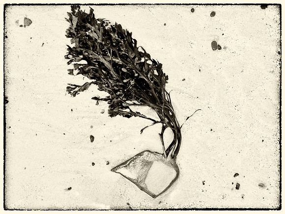 Seaweed IX