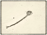 Seaweed II