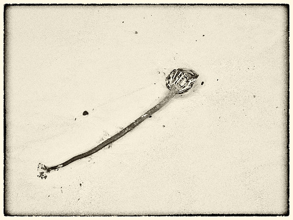 Seaweed II