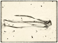 Seaweed VII
