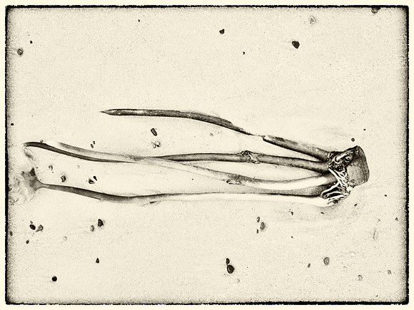 Seaweed VII