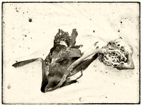 Seaweed I