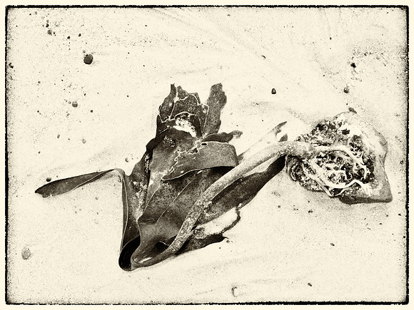 Seaweed I