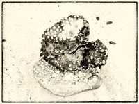 Seaweed V