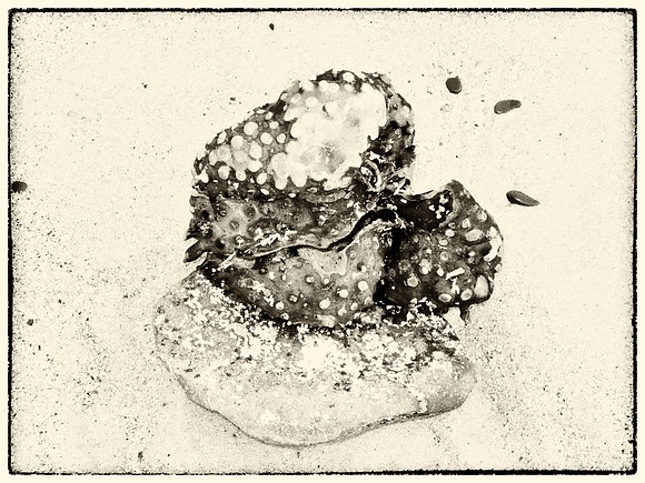 Seaweed V
